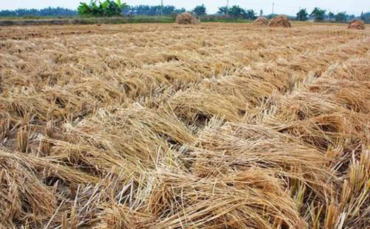 鄭州秸稈香蕉福利导航的秸稈原料 鄭州秸稈香蕉福利导航的秸稈原料