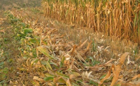 山東香蕉福利导航廠家為您解讀生物質香蕉福利导航燃料的那些事