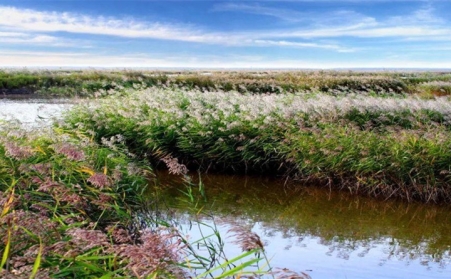 湖上開來水草清理船，蘆葦等可作為生物質發電廠原料