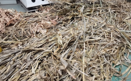 突泉縣：廢棄秸稈綜合利用催生綠色經濟