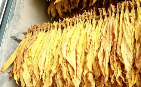 生物質顆粒讓煙農從“會種煙”到“慧種煙”